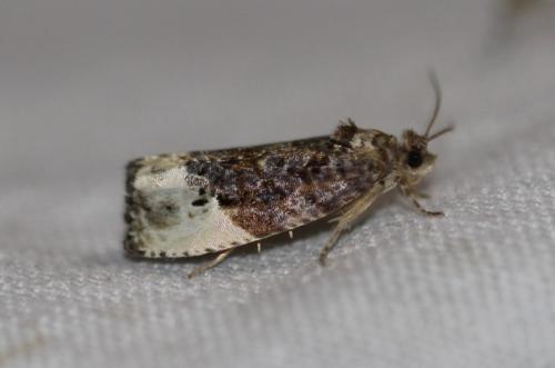 Hedya nubiferana